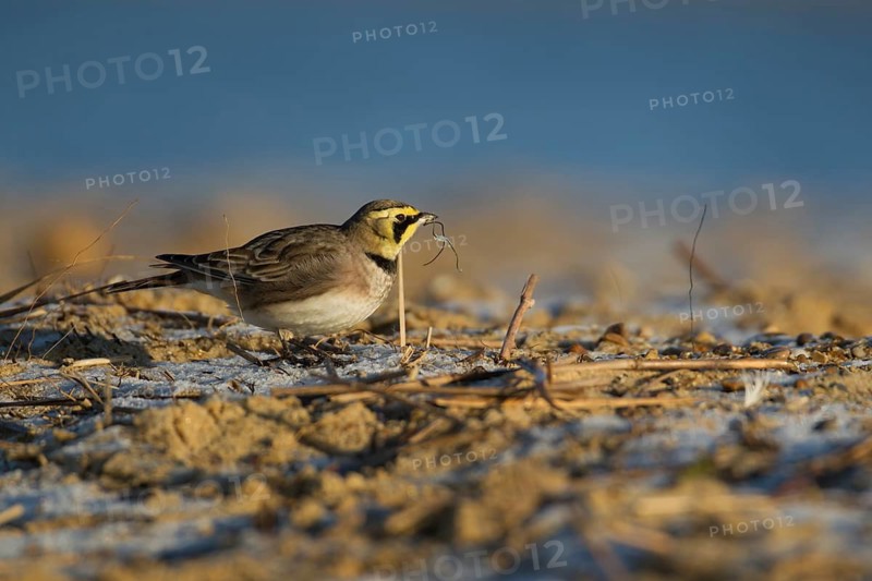 Shore lark or Horned lark (Eremophila alpestris) adult bird feeding on a frost covered beach in winter, Suffolk, England, United Kingdom