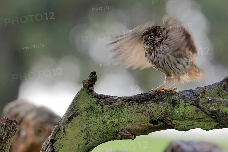Little owl (Athene noctua) a rainy day. Arcos de la Frontera, Andalusia, Spain, March 2022