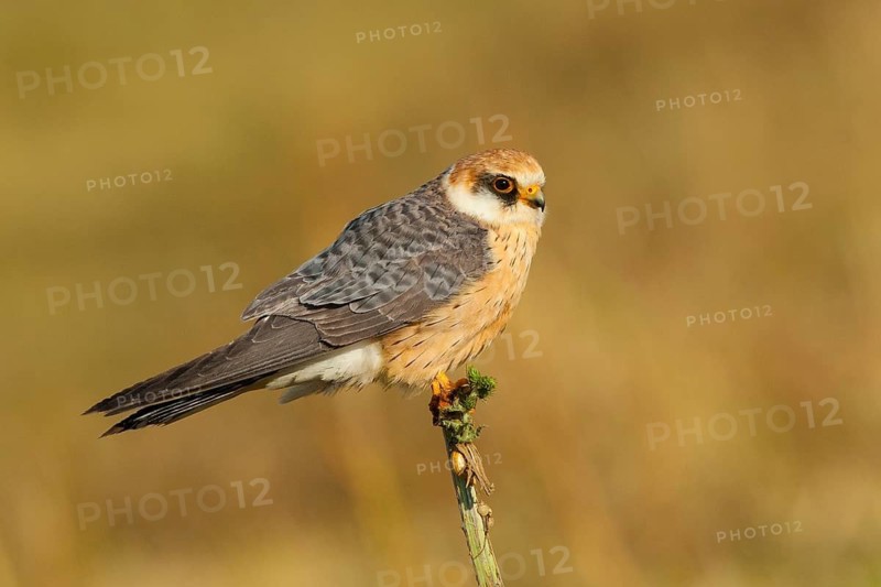 Red-footed Falcon (Falco vespertinus) female, Lisbon, Portugal