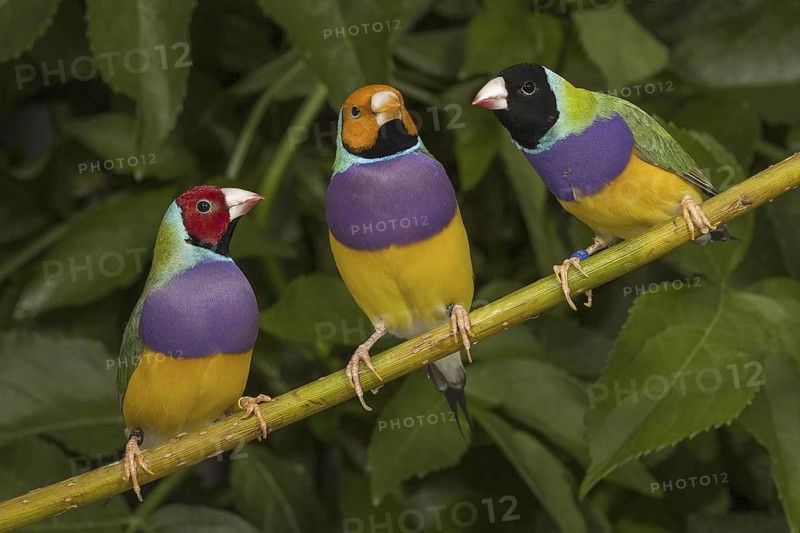 Gouldian Finch (Erythrura gouldiae)