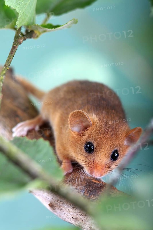 Dormouse (Muscardinus avellanarius) in a raspberry bush Federal Republic of Germany