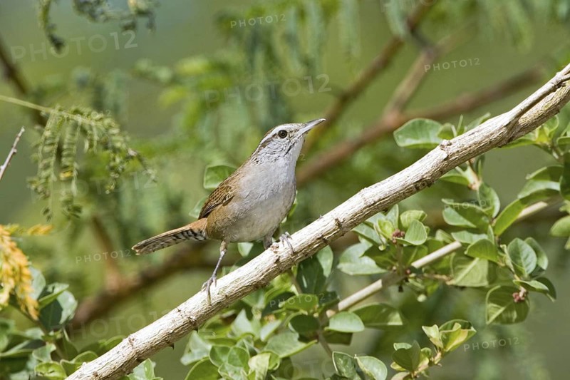 Sinaloa Wren Thryothorus sinaloa Sayulita, Nayarit, Mexico 17 January Adult Troglodytidae