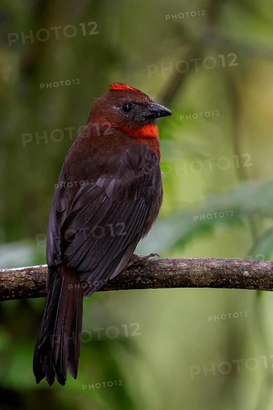 Red-throated Ant-Tanager (Habia fuscicauda) perched on a branch in Costa Rica