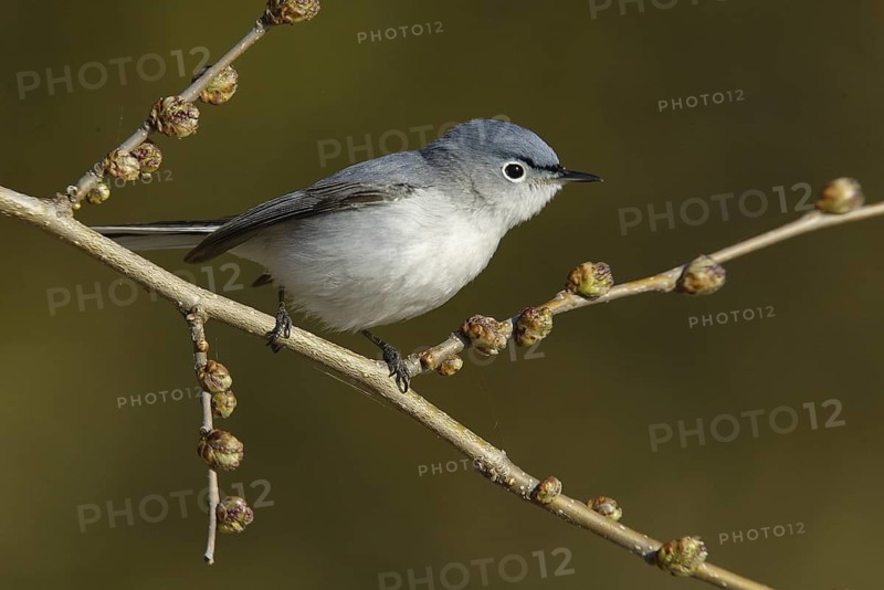 Blue-grey Gnatcatcher (Polioptila caerulea), Ontario, Canada
