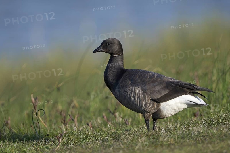 Ringelgans (Branta bernicla bernicla), Brent Goose, Altvogel, April, Insel Texel, Nordsee, Nordholland, Niederlande