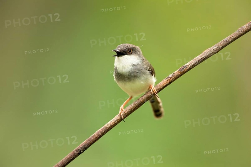 Grey-breasted Prinia (Prinia hodgsonii pectoralis) male singing, Udawalawe National Park, Sri Lanka