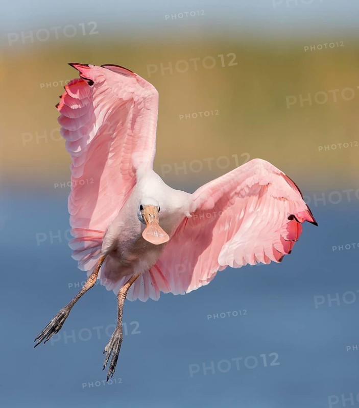 Roseate Spoonbill (Platalea ajaja) flying, Florida, USA