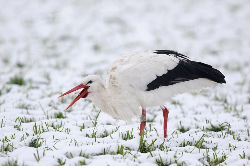White Stork (Ciconia ciconia) foraging in snow, North Rhine-Westphalia, Germany