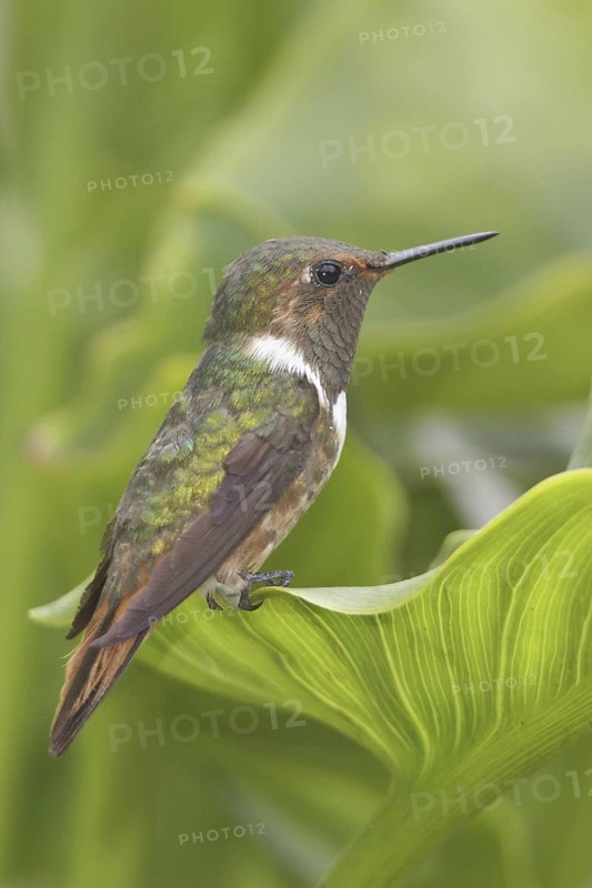 Scintillant Hummingbird (Selasphorus scintilla), Costa Rica