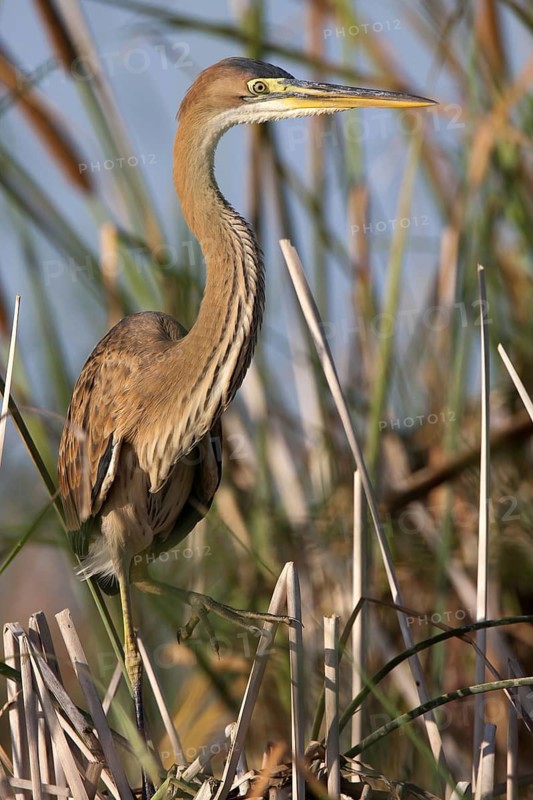 Purple Heron (Ardea purpurea), Andalusia, Spain
