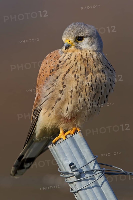 Common Kestrel (Falco tinnunculus), Rhineland-Palatinate, Germany
