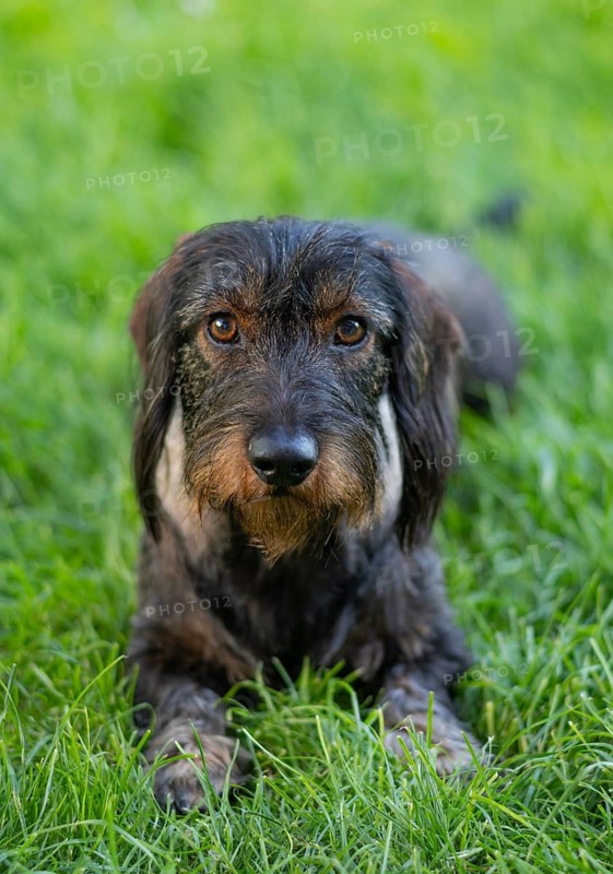 Rough-haired dachshund (Canis lupus familiaris) male, 4 years old, animal portrait, lying on a meadow, Stuttgart, Baden-Württemberg, Germany