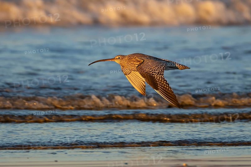 Eurasian curlew (Numenius arquata) adult wading bird flying over a shoreline of a beach, Norfolk, England, United Kingdom