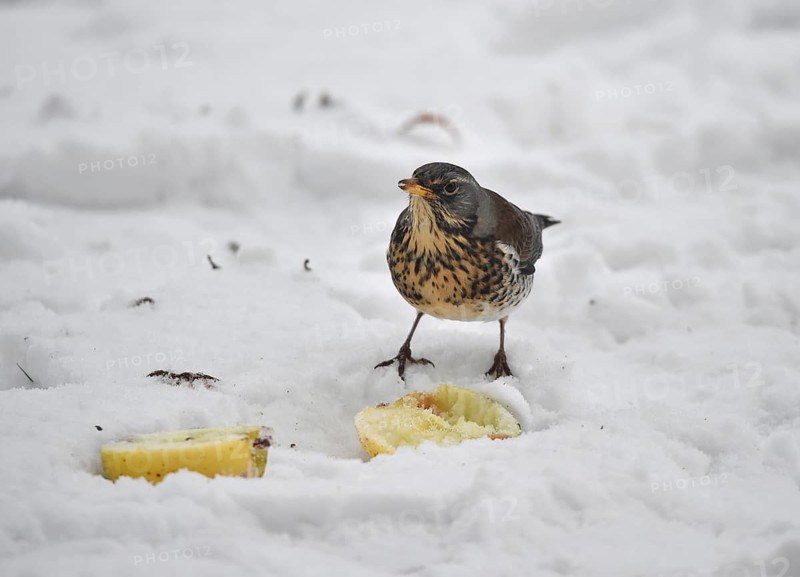 Fieldfare (Turdus pilaris) eating an apple in the snow, Schleswig-Holstein, Germany