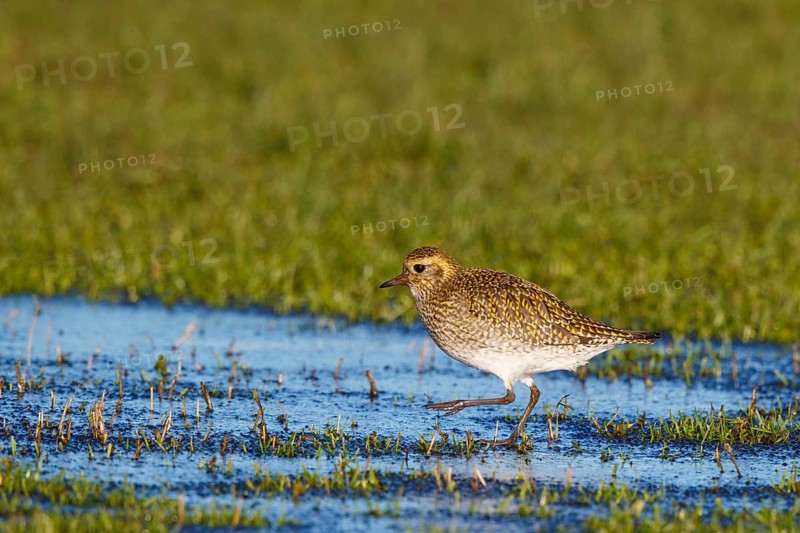 European Golden Plover (Pluvialis apricaria), Netherlands