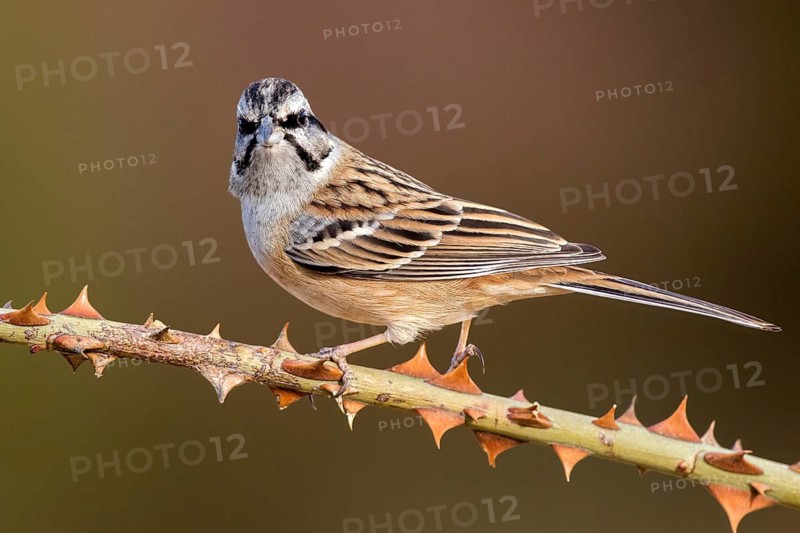 Rock Bunting (Emberiza cia) perched on a thorny branch, Aragon, Spain