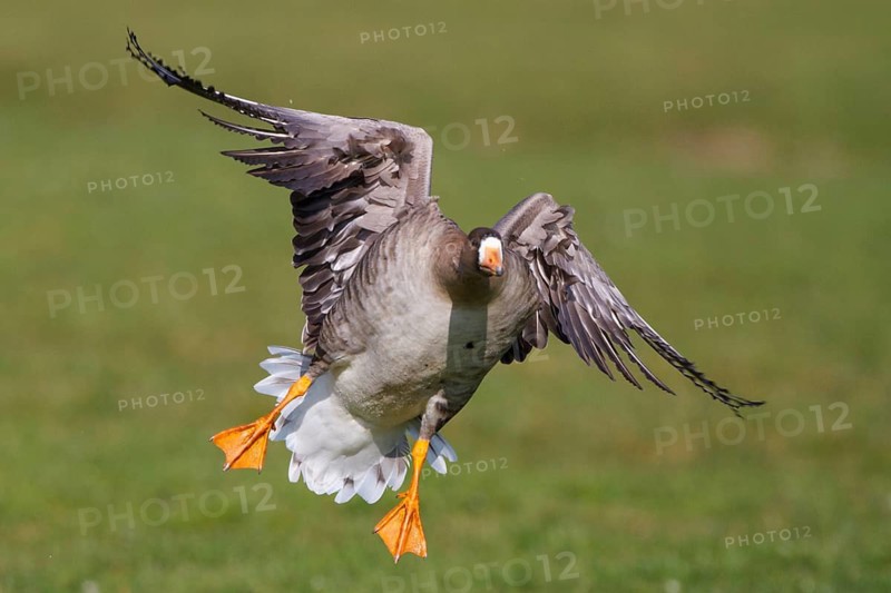 Greater White-fronted Goose (Anser albifrons) flying, Netherlands