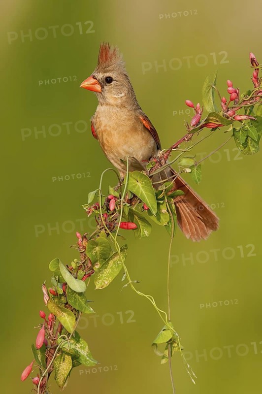 Northern Cardinal (Cardinalis cardinalis) female, Texas, USA