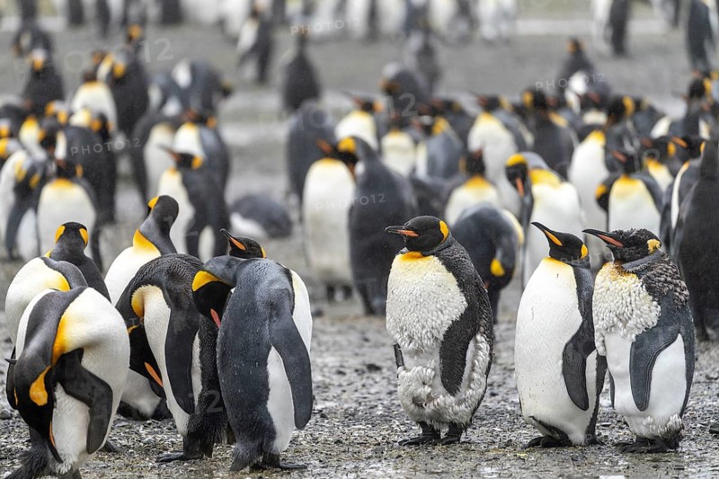 King penguins (Aptenodytes patagonicus), colony with moulting animals, Salisbury Plain, South Georgia