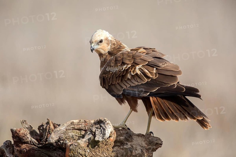 Western Marsh Harrier (Circus aeruginosus) female perched on a stump, Castile-La Mancha, Spain