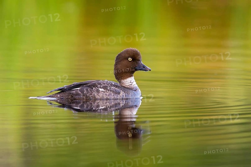 Common goldeneye, animals, birds, ducks, duck family, (Bucephala clangula), swims in water, Lentiira, Lentiira / Kuhmo, Finland