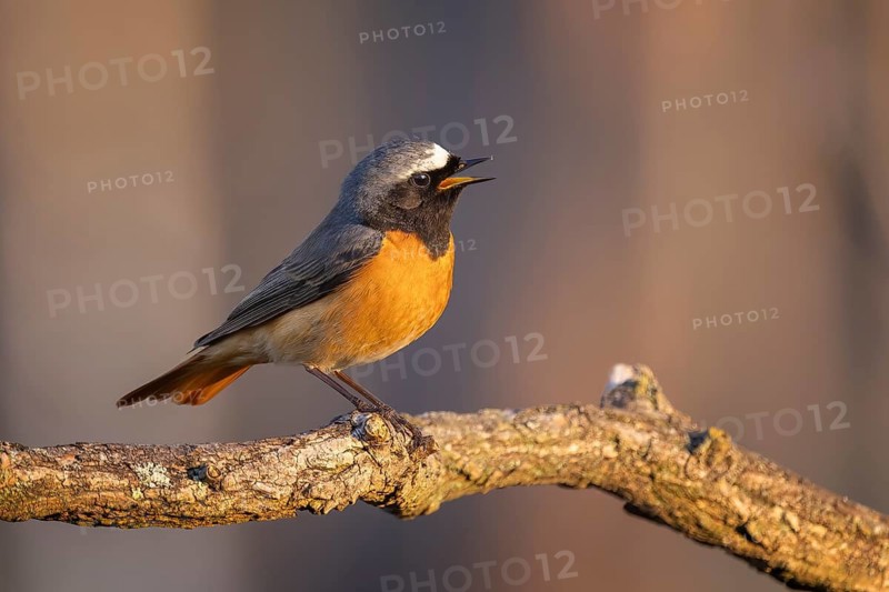 Common Redstart (Phoenicurus phoenicurus) male singing, perched on a branch, Saxony-Anhalt, Germany