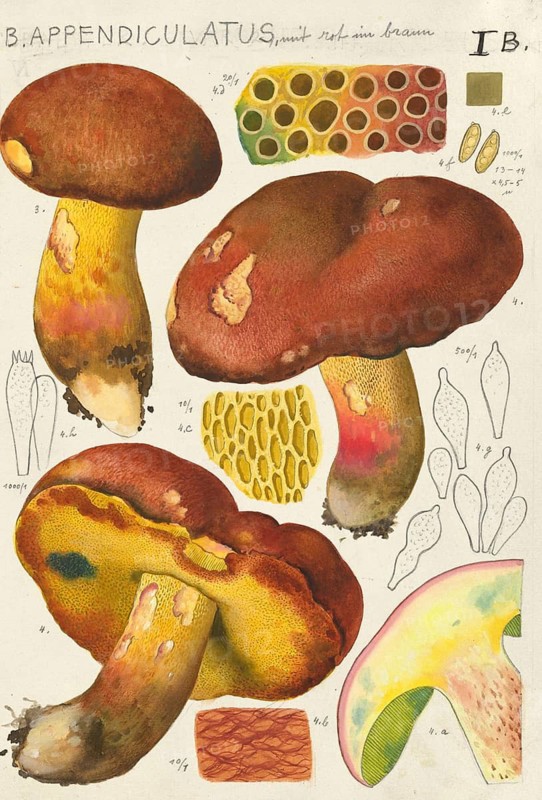 Mushroom, mushrooms, Butyriboletus appendiculatus, syn. Boletus appendiculatus, also known as yellow bronze boletus or yellow boletus, authentic reproduction of an illustration by Hans Walty (1868-1948) from about 1915, historical