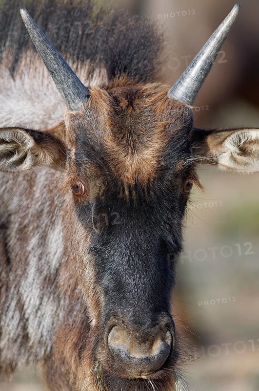 Blue wildebeest (Connochaetes taurinus), young animal, alert, animal portrait, head close-up, Kgalagadi Transfrontier Park, Northern Cape, South Africa