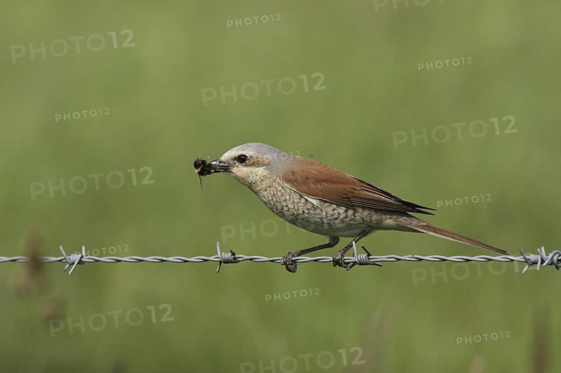 Red-backed Shrike (Lanius collurio) female, Lower Saxony, Germany