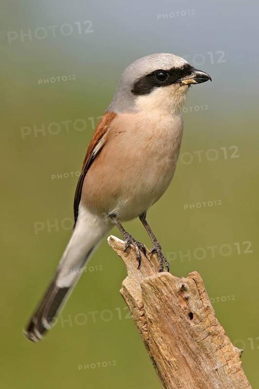 Red-backed shrike (Lanius collurio), Pie-griËche Ècorcheur, AlcaudÛn Dorsirrojo, Spider, spider, Kreis Bad Dürkheim, Hockenheim, Baden-W¸rttemberg, Germany