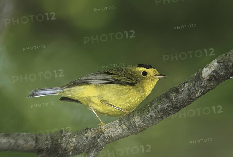 Wilson's Warbler (Cardellina pusilla), Ohio, USA