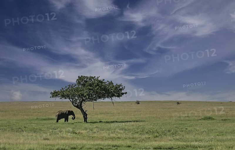 Afrikanischer Elefant (Loxodonta africana) Elefanten Bulle steht einsamer unter Leberwurstbaum (Kigelia africana) in Savanne, Serengeti National Park, Tansania | African elephant (Loxodonta africana) elephant bull standing lonely next to sausage tree (Kigelia africana) in savanna, Serengeti National Park; Tanzania