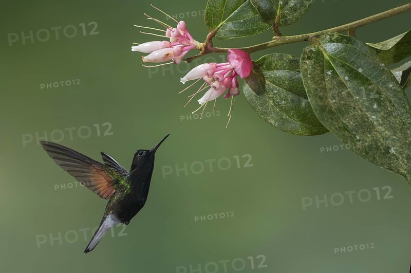Black-bellied Hummingbird (Eupherusa nigriventris), Costa Rica