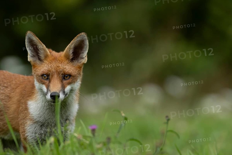 Red fox (Vulpes vulpes) adult wild animal in grassland in summer, England, United Kingdom