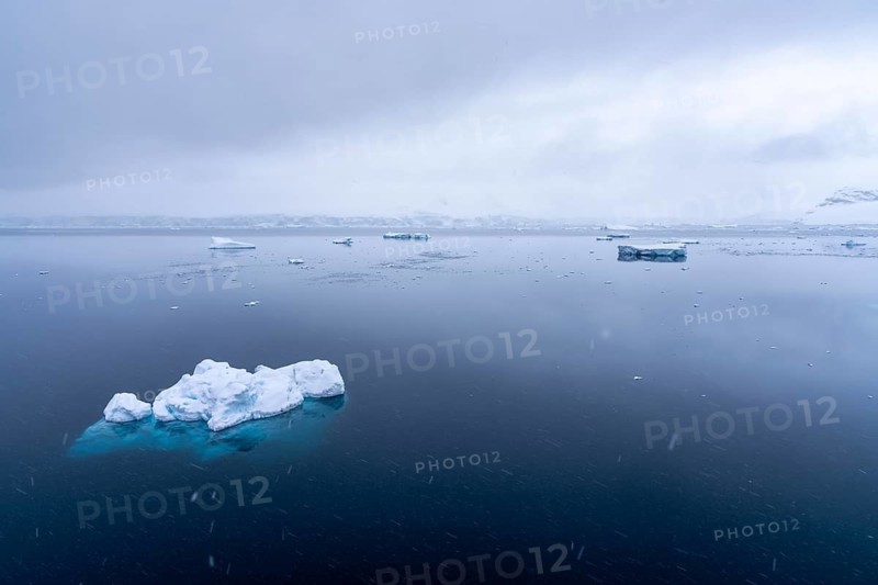 Floating ice floes on mirror-smooth water surface during snowfall, snow-covered coastline in the background, Wilhelmina Bay, Antarctic Peninsula, Antarctica