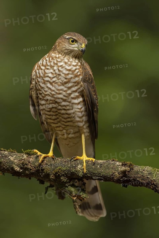 Eurasian Sparrowhawk (Accipiter nisus), Utrecht, Netherlands