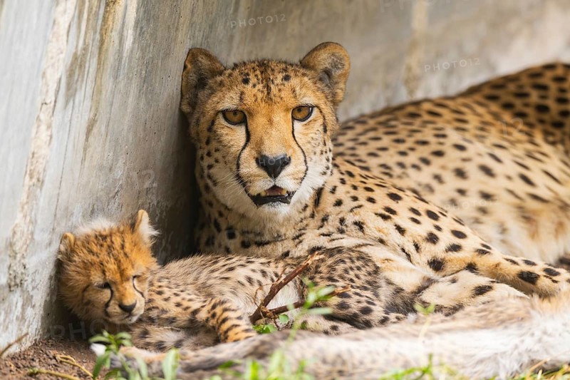 Cheetah (Acinonyx jubatus) mother with her youngster, captive, occurrence Africa