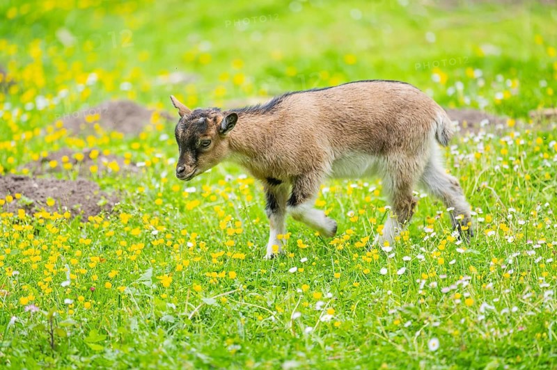 Domestic goat (Capra aegagrus hircus) kid walking on a meadow in spring, Bavaria, Germany