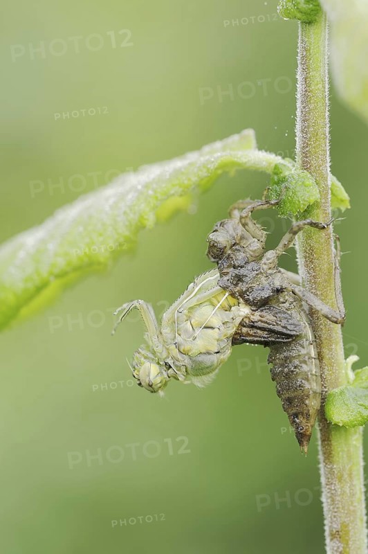 Black-tailed Skimmer (Orthetrum cancellatum), hatch, larva, dragonfly larva, North Rhine-Westphalia, Germany