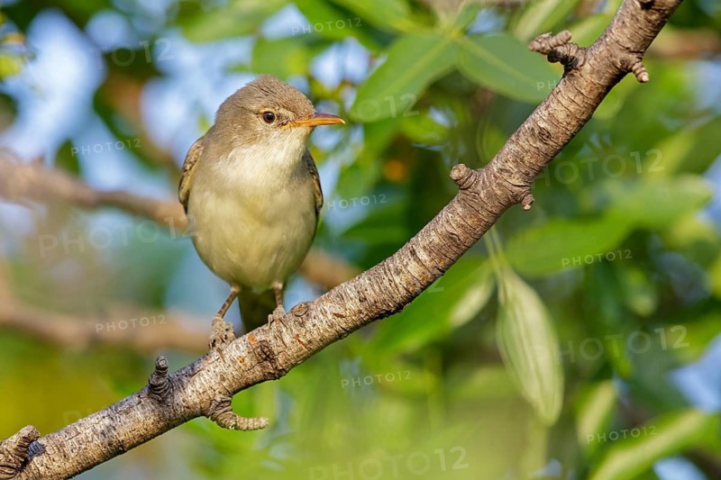 Olive warbler, (Hippolais olivetorum), animal, animals, bird, birds, biotope, habitat, perch, branch, twig, foraging, songbird, reed warbler family Lesvos, Greece