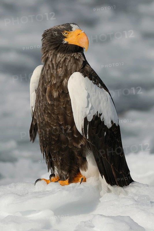 Steller's Sea Eagle (Haliaeetus pelagicus), Hokkaido, Japan