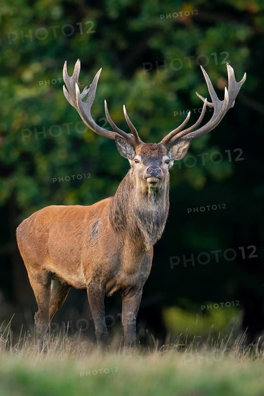 Red deer (Cervus elaphus) with heavy antlers in rut, Klamptenborg, Copenhagen, Denmark
