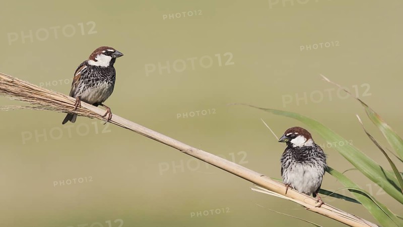 Spanish Sparrow - Weidensperling - Passer hispaniolensis ssp. transcaspicus, male, Turkey