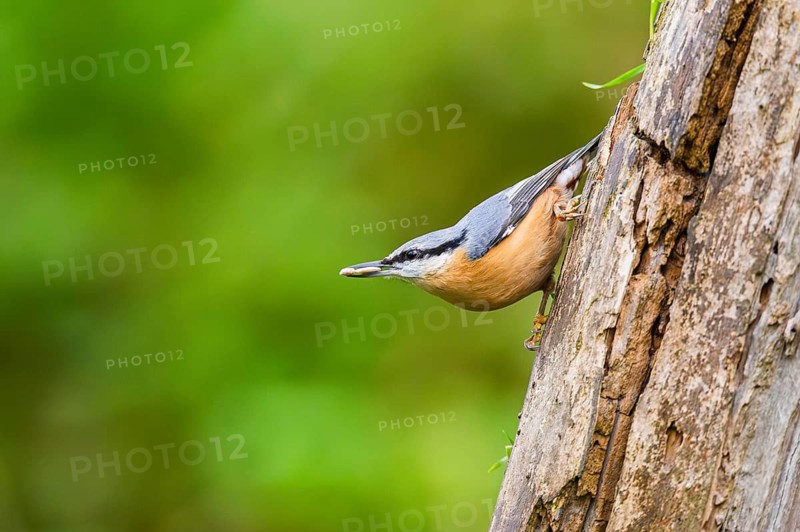 Eurasian nuthatch (Sitta europaea) sitting on an old wrotten tree trunk at a swamp, Bavaria, Germany