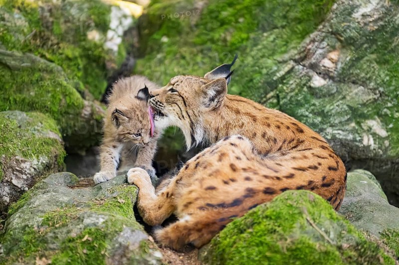 Eurasian lynx (Lynx lynx) mother with her youngsters (cubs) lying on a rock in a forest, Bavaria, Germany