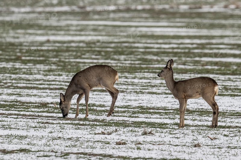 Roe deer (Capreolus capreolus), Lower Saxony, Germany