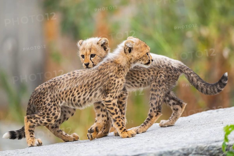 Cheetah (Acinonyx jubatus) youngsters playing with each other, captive, occurrence Africa