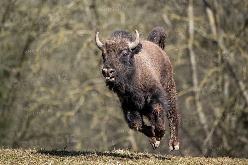 European bison (Bison bonasus) running fast on a meadow, Bavaria, Germany