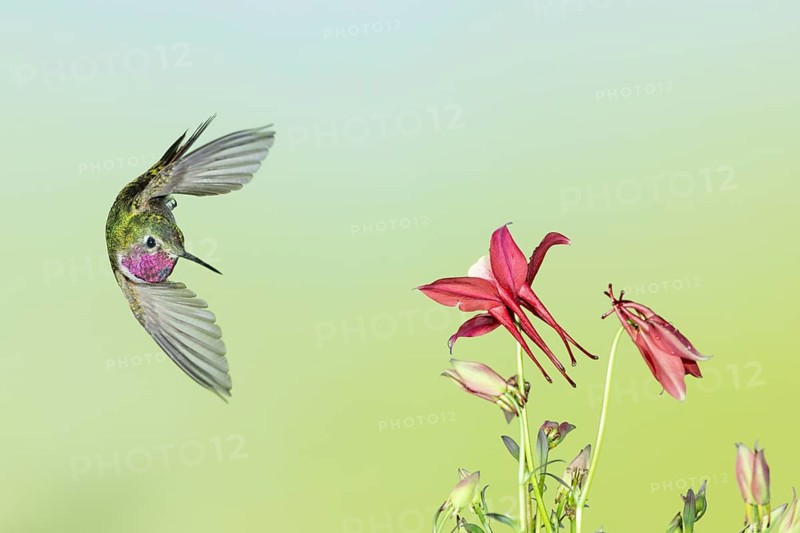 Broad-tailed Hummingbird (Selasphorus platycercus) male flying, Colorado, USA
