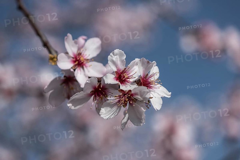 Almond blossom (Prunus dulcis), Rhineland-Palatinate, Germany